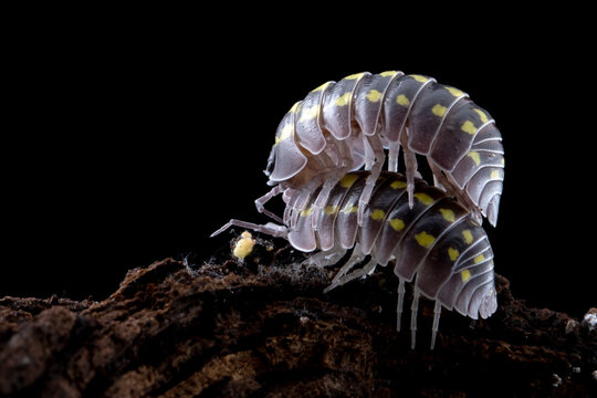 Close-up side view of two Yellow Spotted Isopods (Armadillidium Gestroi) on a piece of wood mating
