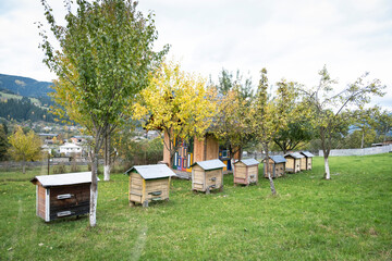 Wooden beehives in a rural garden near a colorful wooden house and trees with autumn leaves. Traditional beekeeping scene in a peaceful countryside with green grass and mountain background.