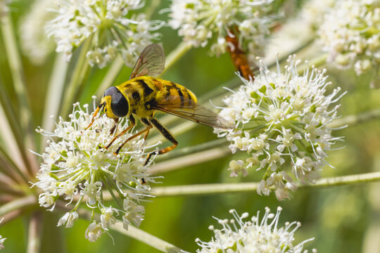 Totenkopfschwabfliege