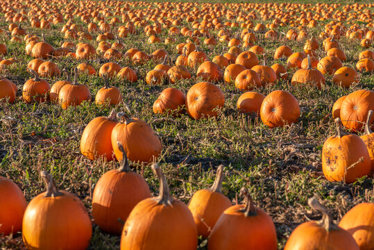 Close-up of fresh pumpkins in a field, British Columbia, Canada