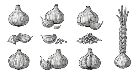 Fototapeta premium A collection of garlic illustrations including whole bulbs cloves and minced garlic along with a braided garlic braid.