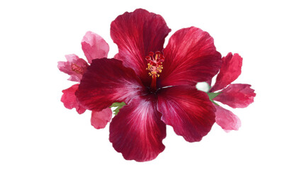 Vibrant Red Hibiscus Flower with Delicate Pink Blooms on Isolated Background