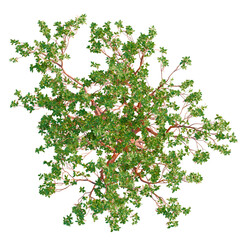 Arbutus menziesii tree plan, top view, cutout, transparent background, isolate, Vibrant green leafy tree with textured bark, top down view, natural beauty