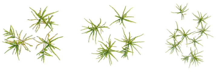 Climacium japonicum tree plan, top view, cutout, transparent background, isolate, Vibrant green moss sprigs scattered artistically for natural design projects