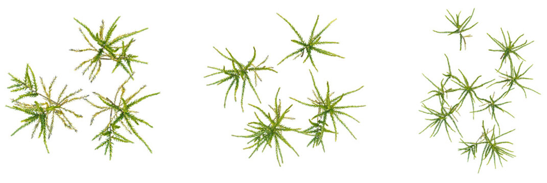 Climacium japonicum tree plan, top view, cutout, transparent background, isolate, Vibrant green moss sprigs scattered artistically for natural design projects