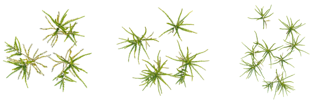 Climacium japonicum tree plan, top view, cutout, transparent background, isolate, Vibrant green moss sprigs scattered artistically for natural design projects