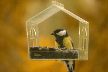 titmouse sits in bird feeder. blue tit feeder made of transparent plastic looks like small house. bird eats seeds and food. caring for wild animals in winter. tits fly in and eat the seeds. © MyJuly