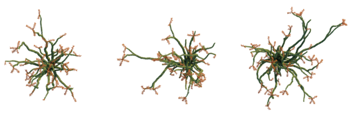 Fouquieria splendens tree plan, top view, cutout, transparent background, isolate, Intricate branching fractal pattern with organic textures and warm accents