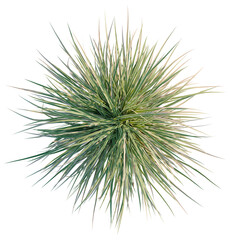Carex morrowii Ice Dance tree plan, top view, cutout, transparent background, isolate, Lush ornamental grass bush with striking variegated leaves