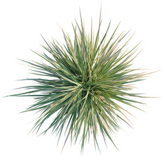 Obraz premium Carex morrowii Ice Dance tree plan, top view, cutout, transparent background, isolate, Vibrant ornamental grass explodes with fresh green and white stripes