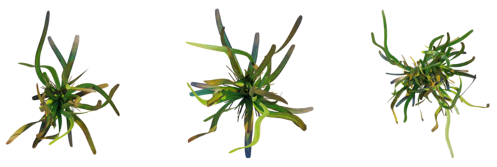 Vallisneria gigantea tree plan, top view, cutout, transparent background, isolate, Vibrant abstract green grass stems sway dynamically in a stylized art