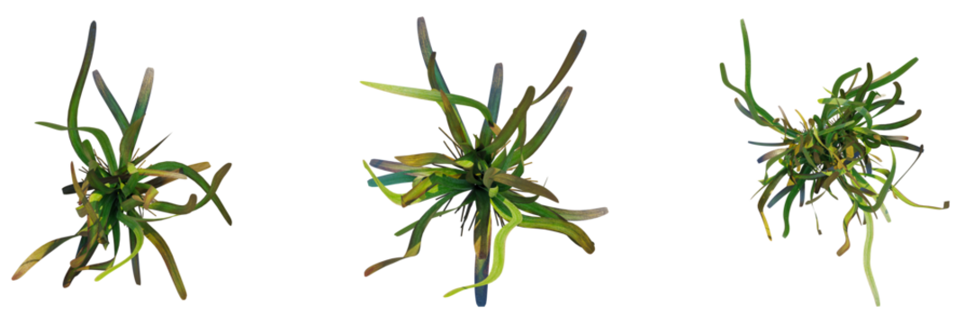 Vallisneria gigantea tree plan, top view, cutout, transparent background, isolate, Vibrant abstract green grass stems sway dynamically in a stylized art