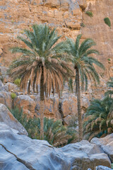 Palm trees grow in a rocky desert canyon