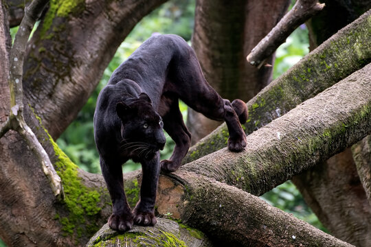 Close-up of a black panther in a tree, Indonesia