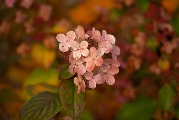 Delicate pink hydrangea flowers against a backdrop of autumn leaves in soft, diffused light.
