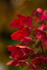 Bright red hydrangea flowers in an autumn garden against a blurred green background.