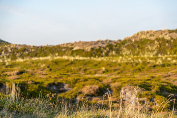 Grasses and Dunes at Sunset Dry grass stalks sway gently before distant sandy hills. The low sun creates a golden glow across the landscape.