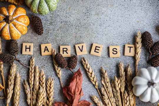 Close-up overhead view of wooden letters spelling out the word Harvest on a table with autumnal ears of wheat, pumpkins, autumn leaves  and pinecones