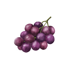 Grape watercolor isolated vector white background