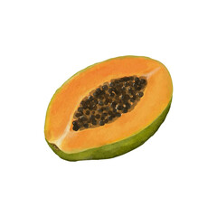 Papaya watercolor isolated vector white background