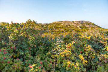 Shrubs and Dune Hills in Sunlight. Lush shrubs with red berries fill the foreground, leading to sunlit dunes. The evening light adds warmth to the green and golden tones.