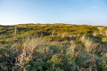 Grassy Dunes at Sunset. Soft dune grass glows golden in the setting sun. The tranquil scene captures the calm of the coastal evening.