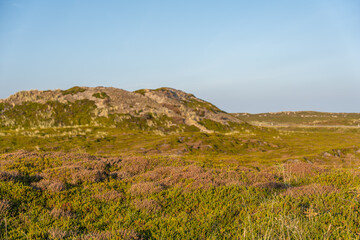 Heath Landscape in Evening Light. Rolling heathland glows with purple and green hues under the soft evening sun. The distant dunes blend gently into the horizon.