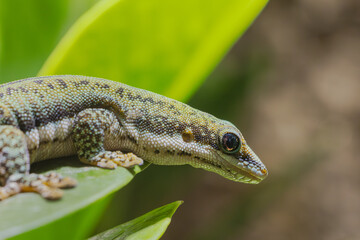 Gecko Macro