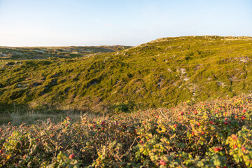 Sunlit dunes rise with soft contours and warm colors of late afternoon light. Wild rose bushes add vibrant red tones to the foreground.