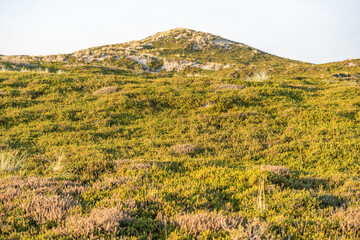 Dune Landscape with Green Vegetation. A wide view of dune vegetation illuminated by warm sunlight. Gentle slopes and patches of sand create a natural coastal texture.