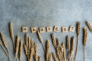 Close-up overhead view of wooden letters spelling out the word Harvest on a table with autumnal ears of wheat