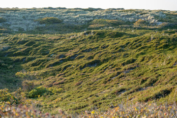 Wide Dune Valley View. A panoramic view over a green dune valley with flowering shrubs. The soft light of the evening enhances the natural colors of the scene.