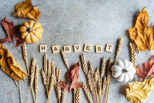 Close-up overhead view of wooden letters spelling out the word Harvest on a table with autumnal ears of wheat, pumpkins, autumn leaves  and pinecones