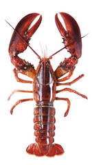 Fresh Live Lobster with Claws, Red Shell, and Large Size for Seafood Concept, Culinary Display, or Underwater Life Imagery