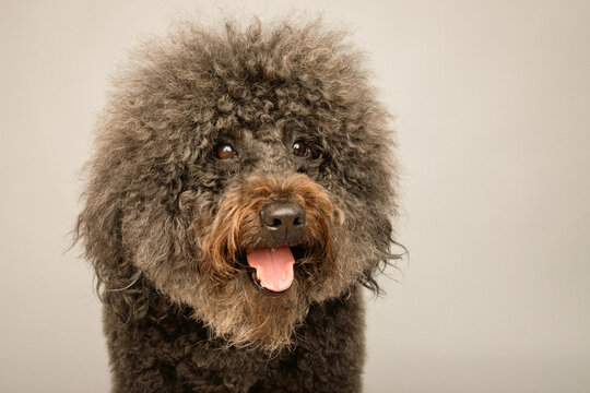 Close-up of a fluffy brown Whoodle dog with an open mouth sitting in front of a grey background