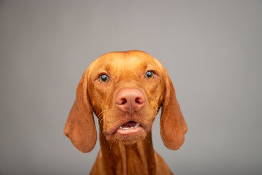 Portrait of a young golden rust Vizsla Sitting in front of a grey background