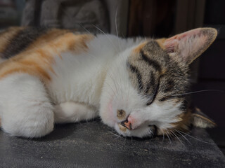 昼寝する猫　屋外　かわいい　アップ