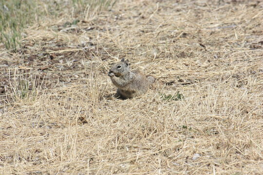 Close-up side view of a Gunnison's prairie dog (Cynomys gunnisoni) eating food outside its burrow in dry grasslands, Dublin, California, USA