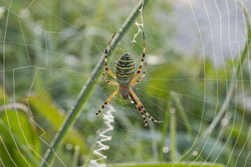 Wespenspinne im Spinnennetz