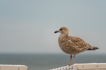A seagull stands on a beach chair, gazing sideways over the calm sea. Gentle colors of sky and water create a peaceful scene.