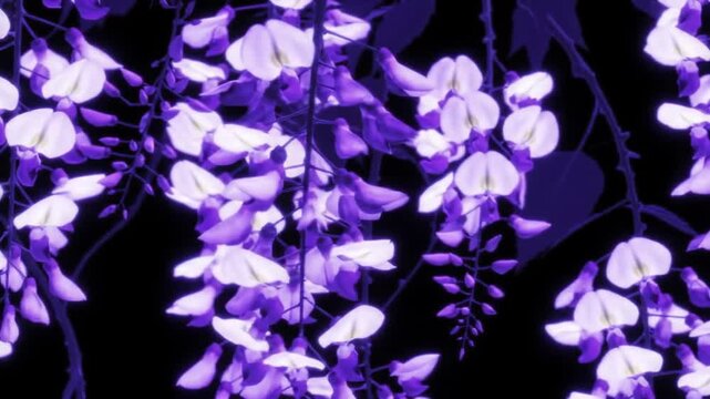 Flowering wisteria branch closeup with purple and white petals on black