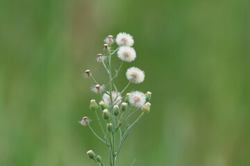 Cirsium vulgare plant with white flowers on green background