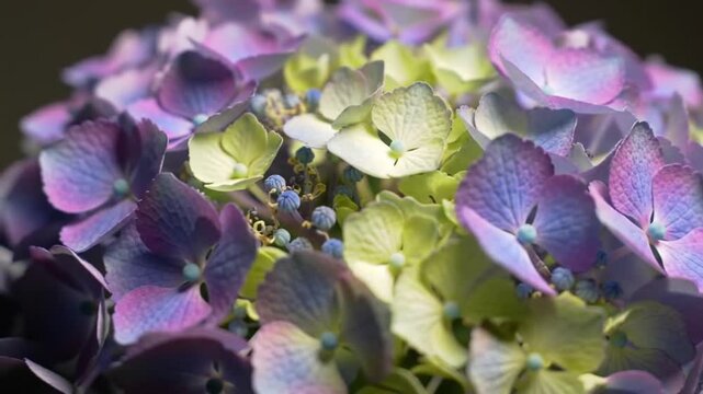 Close up of vibrant hydrangea flower with purple and green petals