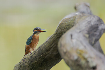 Eisvogel