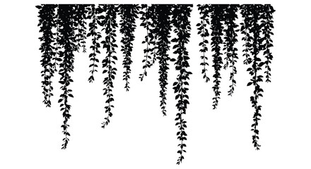 Cascading black ivy vine leaves creates lush hanging greenery effect for natural decor and organic designs silhouette © Minara