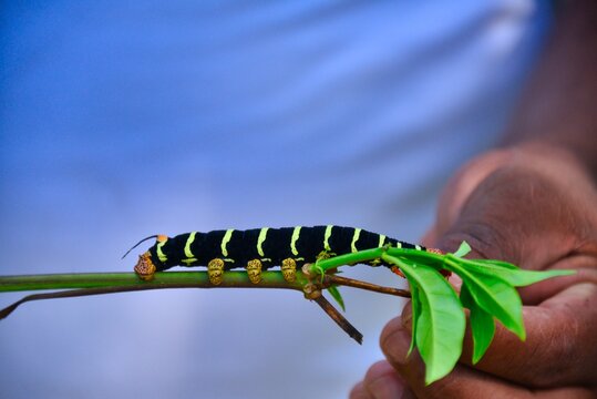 Close-up of a person holding a plant with a Frangipani Hornworm (Pseudosphinx tetrio) caterpillar, Dominican Republic