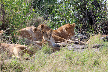 Closeup of an alert lion cub while all others are asleep, Masai Mara Kenya Africa
