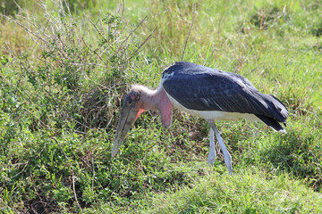 Marabou Stork looking for food, Masai Mara Kenya Africa
