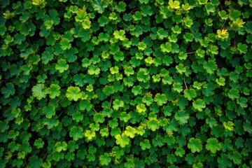 Obraz premium Emerald Canopy A dense, verdant network of interwoven vines forming a natural canopy in a sun dappled ancient forest, conveying organic architecture and wild abundance. An overhead, wide angle shot of