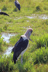 Marabou Stork preening, Masai Mara Kenya Africa
